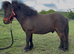 Super cute, welll bred Shetland gelding