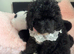 F1 cavapoo babies