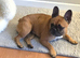4 year old frenchie girl