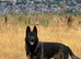 DDR German Shepherd
