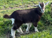Two beautiful Swiss marked dwarf dairy billy kids