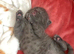 Beautiful grey male kitten