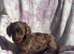 Miniature long coat Dachshund puppies