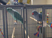Stunning young ringnecks for good homes