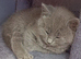 BEAUTIFUL LITTLE RUSSIAN BLUE KITTENS 9 WEEKS OLD