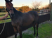 Fully registered thoroughbred filly