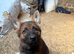 Beautiful German shepherd pups