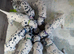 KC Show Quality Rare LUA Dalmatian Puppies