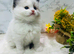 Full pedigree registered Ragdoll kittens