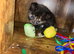 Kittens 3 girls 2 boys