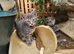 11 adorable kittens for sale