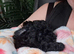Miniature poodle puppies