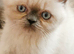 Pedigree exotic kitten