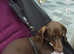 Miniature dashhound stud