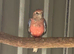 Female Rosa Bourke