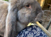 Blue Tort French Lop Doe