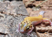 Eclipse Leopard Gecko at Birmingham Reptiles