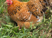 Millefleur Pekin Bantam Hens Pair
