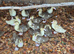 Muscovy ducklings