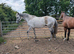 Stunning RoR Gelding