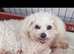 Asian Toy Poodle Maltipoo puppy