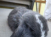 Beautiful Mini lop looking good a home