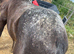 Chocolate spot Appaloosa colt yearling