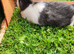 Mini lops x2