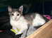 3 month old kittens £20