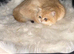 Golden British shorthair male