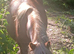 Registered Section A 2 year old Filly