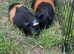 Two female 1 year old guinea pigs with extra large cage