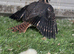 2026 unrelated pair of American kestrels