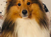 Sable Shetland sheepdog stud boy