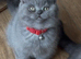 British Shorthair Kittens