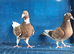 Muleman young birds