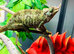 Jackson’s chameleons three horned WOW AMAZING!