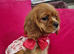 Queenie kennel club female