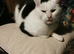 Two 9 Year Old Cats