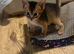 Abyssinian Tica reg. kittens