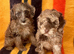 Adorable Jackapoo Pups Ready Now
