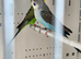 Blackwing Budgie Pair