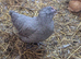 Araucana / Blue egg Layer Bantam Pullet POL