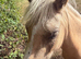 Palomino filly