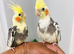 Beautiful hand tamed baby cockatiels for sale.
