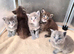Maine coon pedigree kittens