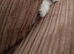 Kittens for sale