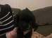 Gorgeous spaniel puppys