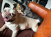 Super sweet frenchie girl good with kids, cats and dogs.