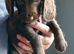 sprocker pups PLEASE ONLY SERIOUS BUYERS